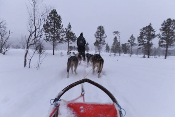 hundeschlittenfahren in norwegen - spitz type dog fotos stock-fotos und bilder