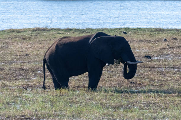 istock African Elephant in Chobe National Park 1482764110