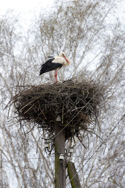 istock A stork in the nest 1482765038