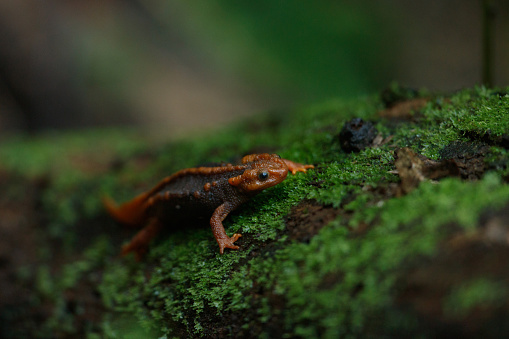 Closed up adult Himalayan newt, also known as crocodile newt, crocodile salamander, Himalayan salamander, and red knobby newt, low angle view, front shot, foraging on the rock covering with green moss in nature of tropical moist montane forest, national park in high mountain, northern Thailand.
