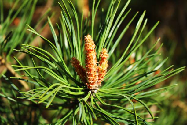 istock Young shoots on the branches of a pine tree in the spring season 1482765905