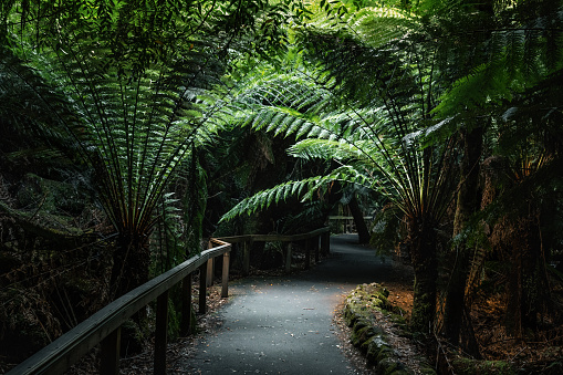 Trail through the tree ferns and vegetation of Mount Field National Park, Tasmania. Soft muted light along the pathway leads into the undergrowth.