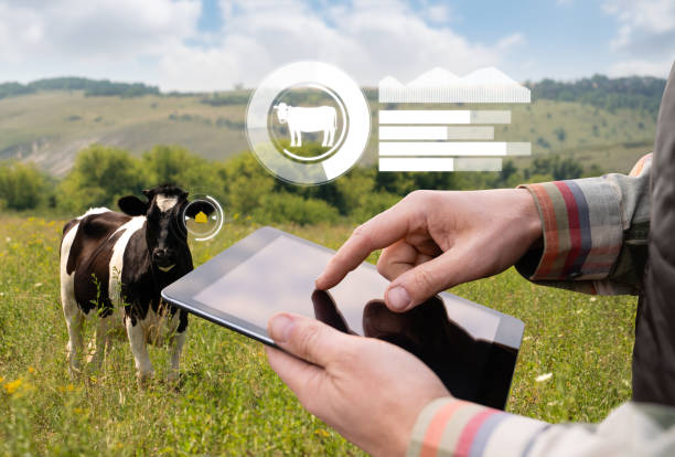 istock Farmer with tablet computer inspects cows in the pasture. 1482767074