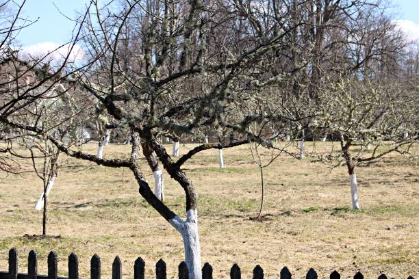 istock In early spring days some trees are abundantly covered with gray moss 1482767088