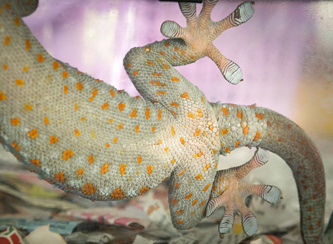 Beautiful skin color pattern of Thai geckos belly on clear glass.