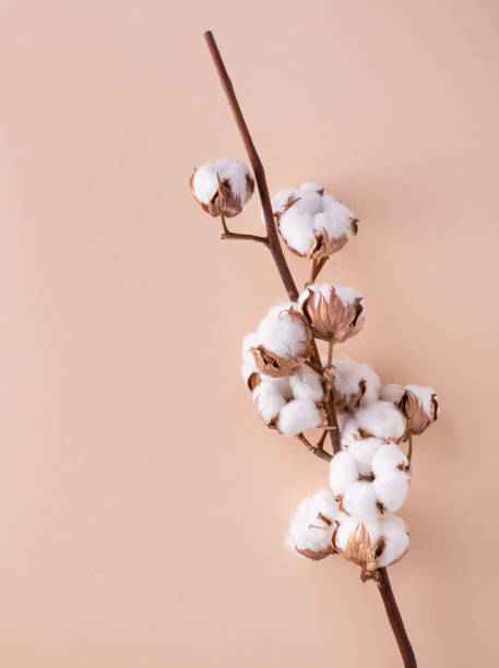 istock Cotton branch on beige background top view. Minimal flat lay composition from delicate cotton flowers for design with blank space. 1482768983