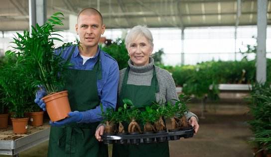 Senior woman and younger man in aprons standing in plant shop with box and pot with sprouts, smiling and looking at camera.