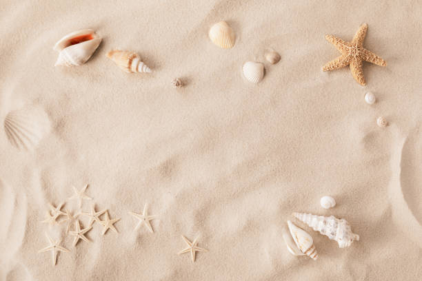 plage de sable avec des coquillages et des étoiles de mer comme fond texturé naturel pour les vacances d’été et le concept de vacances. - beach sand photos et images de collection