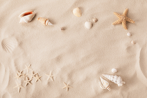 Sandy beach with collections of white and beige seashells and starfish as natural textured background for summer holiday and vacations concept