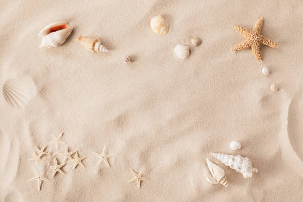 sandy beach with seashells and starfish as natural textured background for summer holiday and vacations concept. - close up directly above holiday nobody imagens e fotografias de stock
