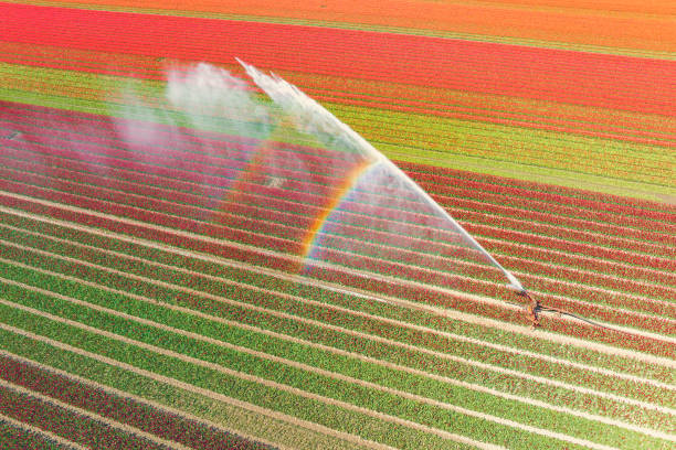 istock Tulips growing in a field sprayed by an agricultural sprinkler during springtime 1482769798