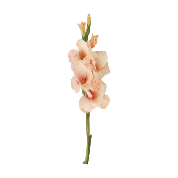 primo piano di un bellissimo gambo di fiore di gladiolo arancione cantalupo - gladiolus single flower stem isolated foto e immagini stock