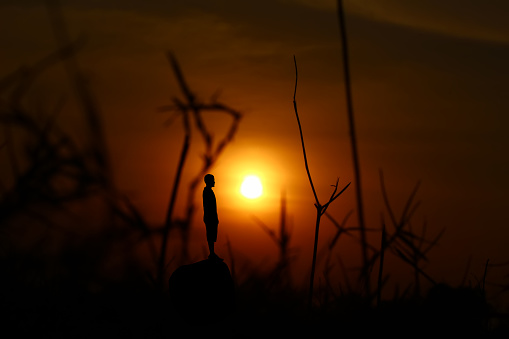 Close-up of silhouette of plants against sunset sky,India - stock photo