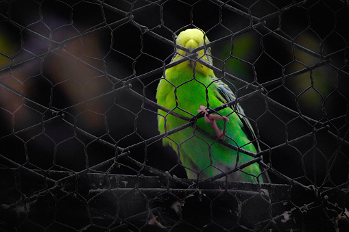 Cute Parakeet Biting and Hanging Onto the Cage - stock photo