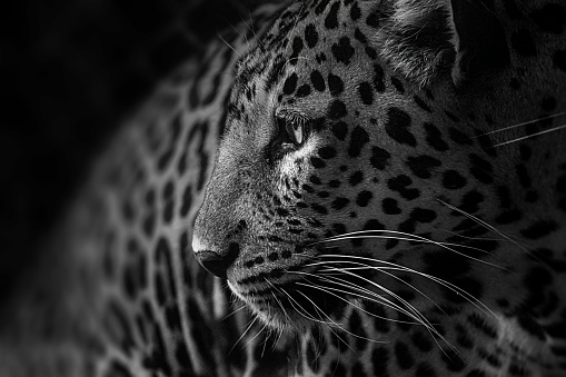 Close-Up Shot Of A WildCat Leopard Looking Away Black and White - stock photo