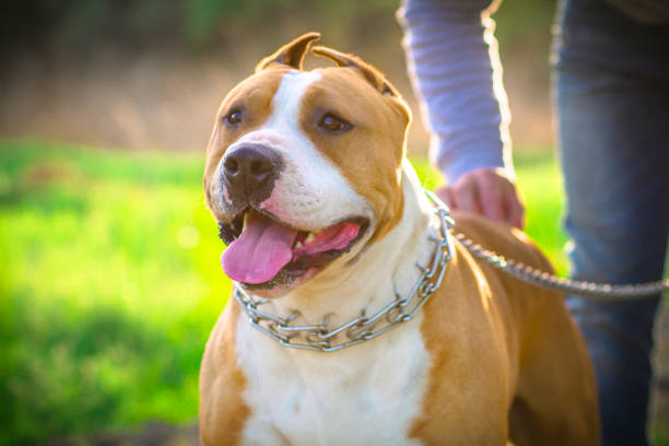 istock staffordshire terrier, beautiful dog 1482772698