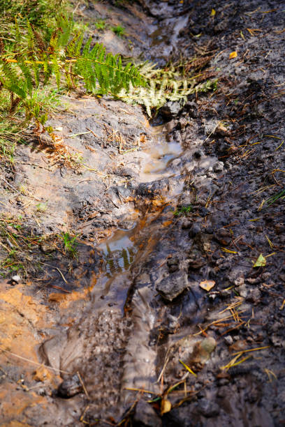 istock Low angle view of a footpath in woodland 1482774114