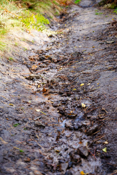 istock Low angle view of a footpath in woodland 1482774148