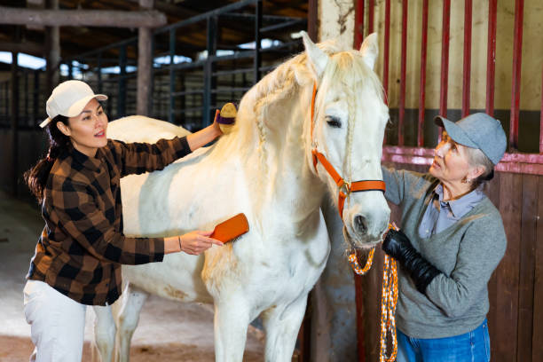 Women brushing white horse in barn