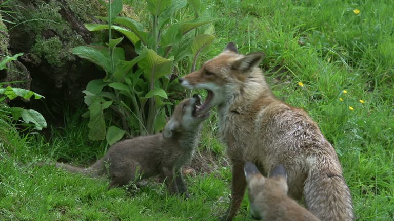 Red Fox, vulpes vulpes, Female and Cub standing at the Den Entrance, Normandy in France, Real Time