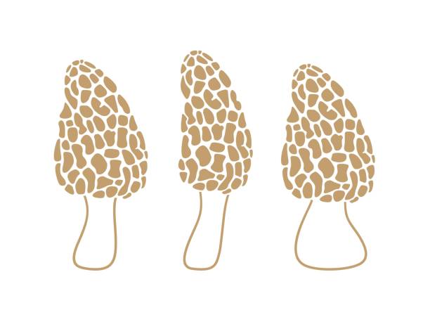 logo morel. smardz izolowany na białym tle - morel mushroom edible mushroom food bizarre stock illustrations