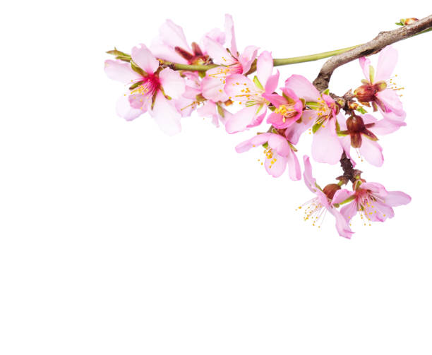 istock Spring flowering branches with light pink flowers isolated on white background. Almond 1482776457