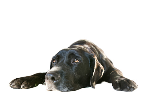 Old sleepy, lazy black labrador retriever dog lying on front on white background.