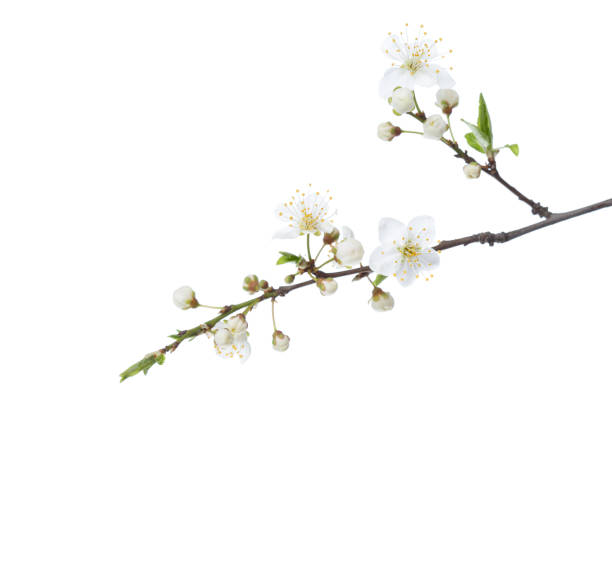 istock Flowering branches of Cherry Plum isolated on white background.  Selective focus. 1482778015