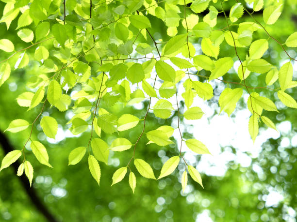 istock Fresh green zelkova leaves 1482778257