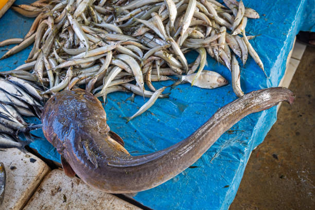 Catfish and sardines on a fish mongers desk at the fish market in Negombo which is the largest fish market in Sri Lanka and are supplying the capital Colombo with fresh fish every day