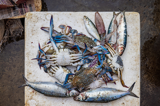 Crabs and small mackerels for sale at a fish mongers shop at the fish market in Negombo which is the largest fish market in Sri Lanka and are supplying the capital Colombo with fresh fish every day