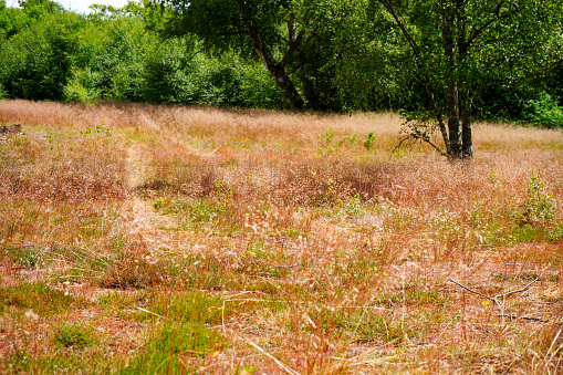 View of a brown meadow in the summer