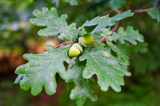 Sessile Oak (Quercus petraea) - Küre Mountains National Park