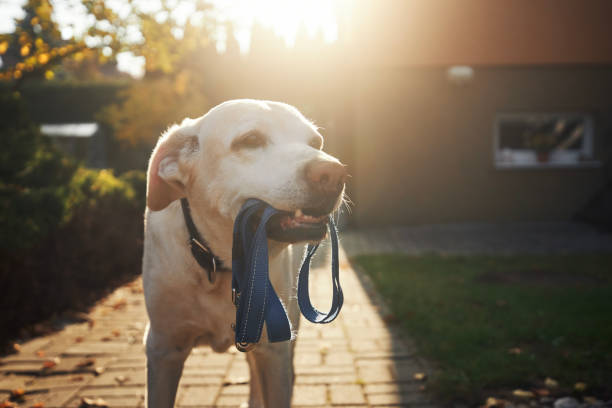 istock Cute dog waiting for walk in morning light 1482779305