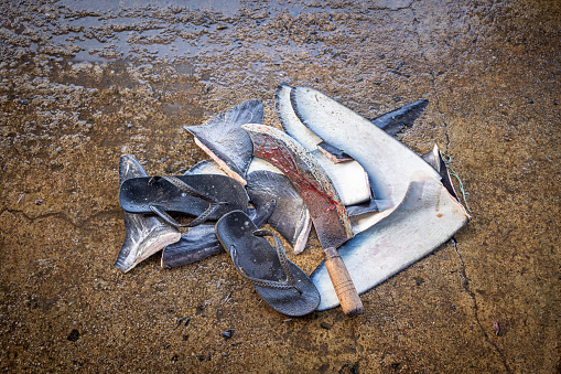 Shark fins, sandals and a bloody knife in a pile on the floor at the fish market in Negombo which is the largest fish market in Sri Lanka and are supplying the capital Colombo with fresh fish every day