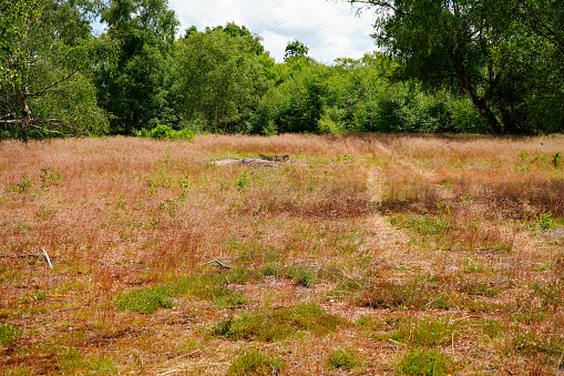 View of a brown meadow in the summer