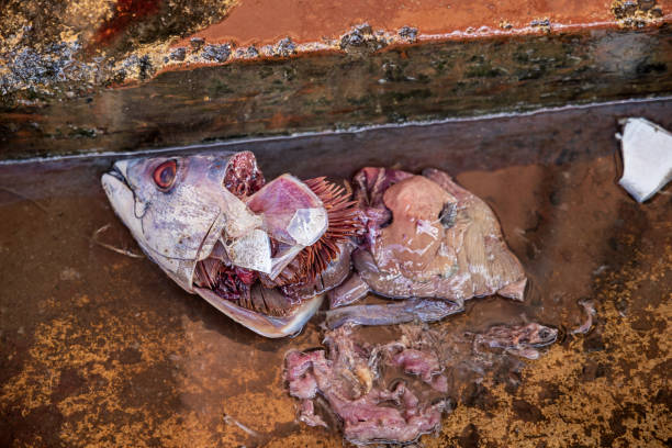 cabeza de un atún aleta amarilla sacrificado en el suelo - big eye tuna fotografías e imágenes de stock