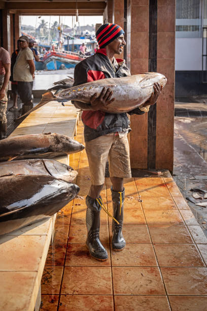 Negombo, Sri Lanka - March 7th 2023: Man carrying a large yellowfin tuna fish at the fish market in Negombo which is the largest in Sri Lanka and is a center for supplying fish to the capital Colombo and for export