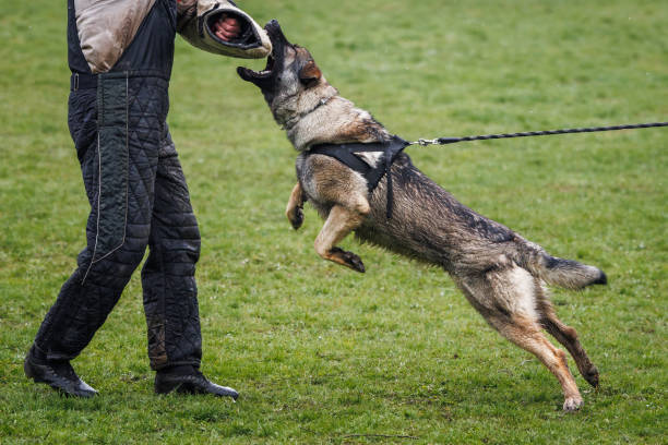 cão treinado fazendo trabalho de defesa e mordida com adestrador de cães - aggression control clothing image type - fotografias e filmes do acervo