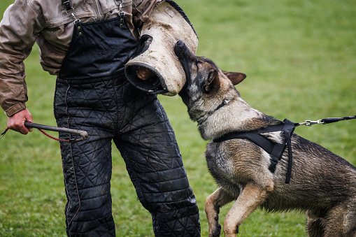 German shepherd trained dog doing bite and defence work with dog handler