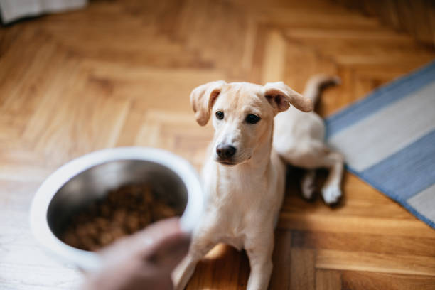 foto ravvicinata delle mani della donna che tengono la ciotola di granuli per il suo cane - dog eating puppy food foto e immagini stock