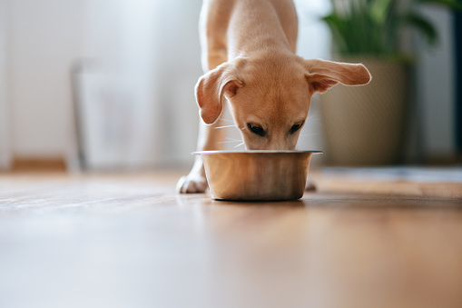Cute puppy eating from a bowl with pet food in the living room.