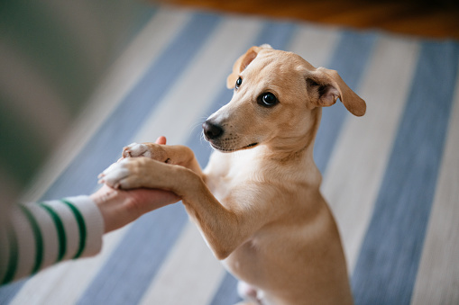 High angle view of an anonymous woman training puppy in living room.