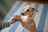 Close Up Photo Of Woman Hand Holding Dog Paw At Home