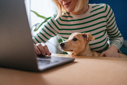 istock Close Up Photo Of Woman Hands Using A Laptop Computer While Sitting With Her Dog At Home 1482780872