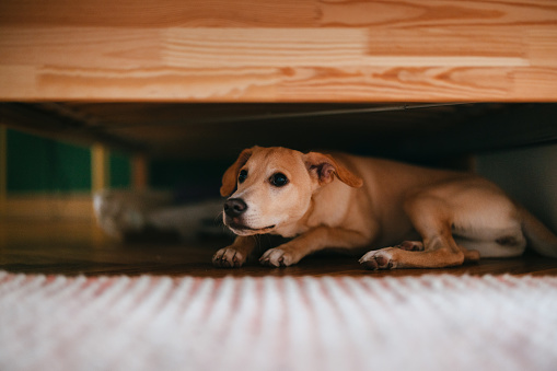 Perro asustado se esconde debajo de la cama en casa photo