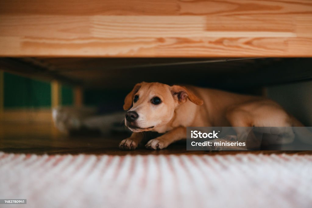 Scared Dog Is Hiding Under The Bed At Home Terrified little dog lying on the floor below bed. Dog Stock Photo