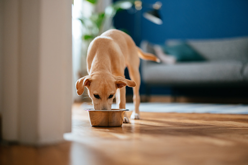 istock Little Dog Eating His Breakfast At Home 1482780954