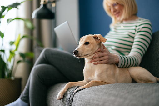 An anonymous woman watching movie on laptop and petting her puppy while sitting together on a sofa in the living room.