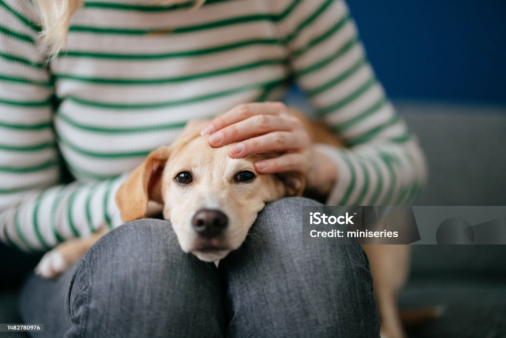 Close Up Photo Of Woman Hands Petting A Dog At Home Unrecognizable woman playing with her puppy while sitting together on a sofa in the living room. Dog Stock Photo